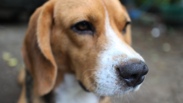 Leishmaniose Visceral Canina