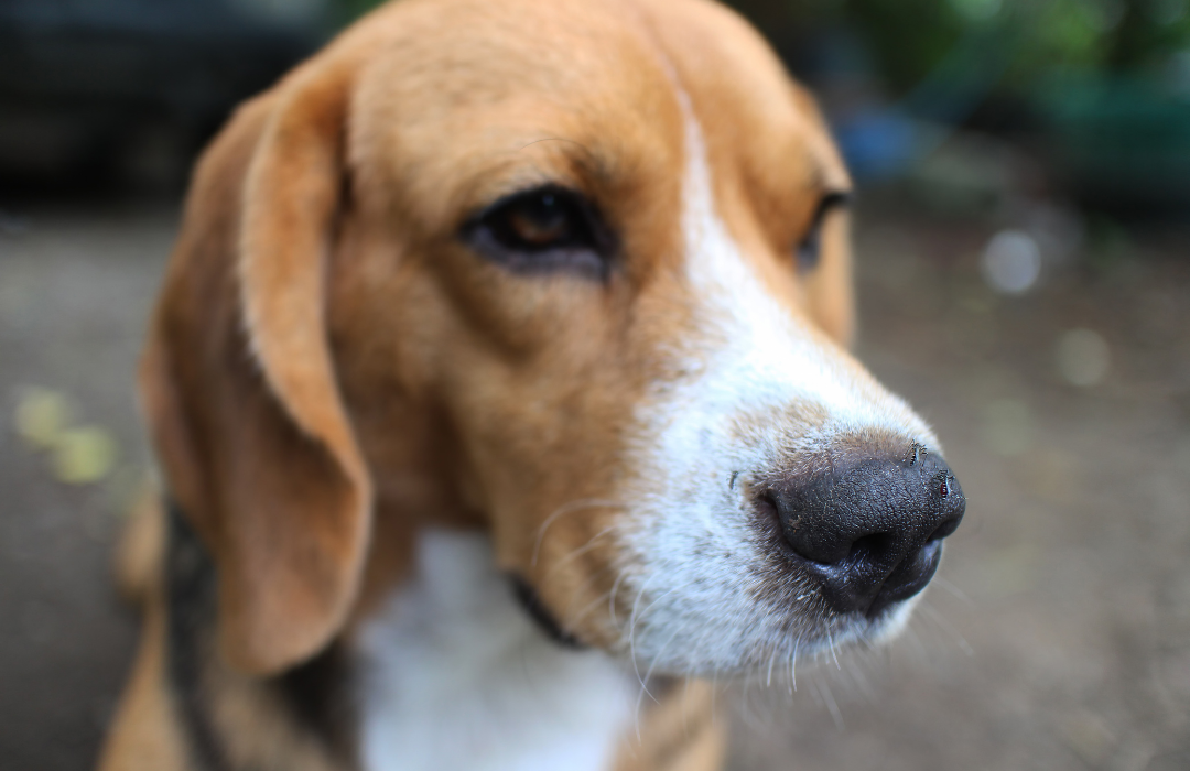 Leishmaniose Visceral Canina
