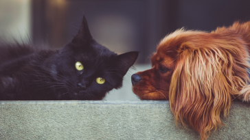 cães e gatos
