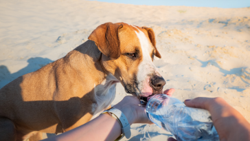 cachorro no calor