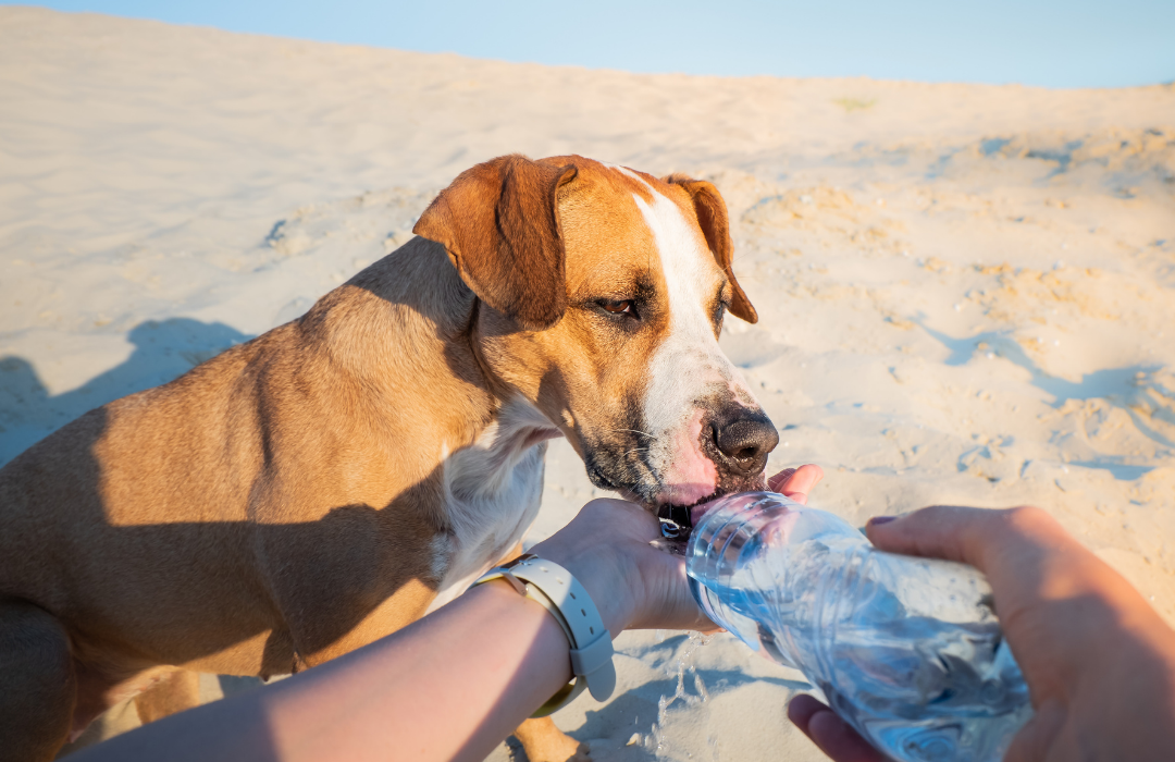 cachorro no calor