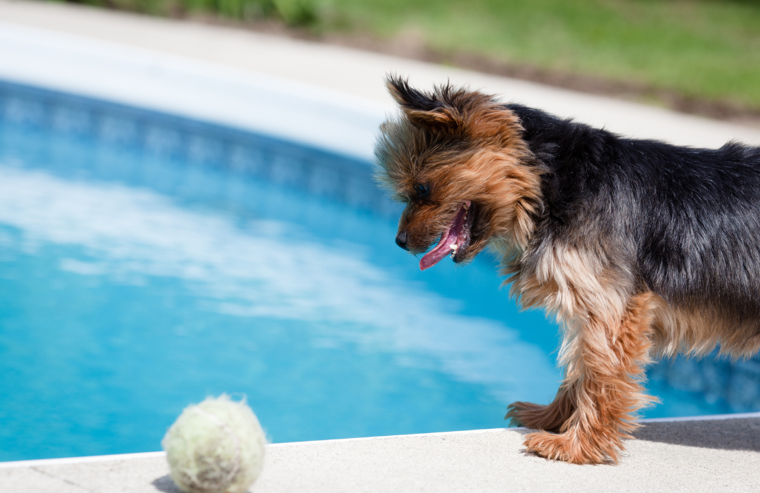 pets no verão