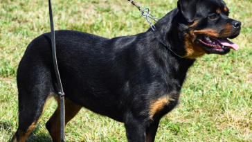cão na coleira