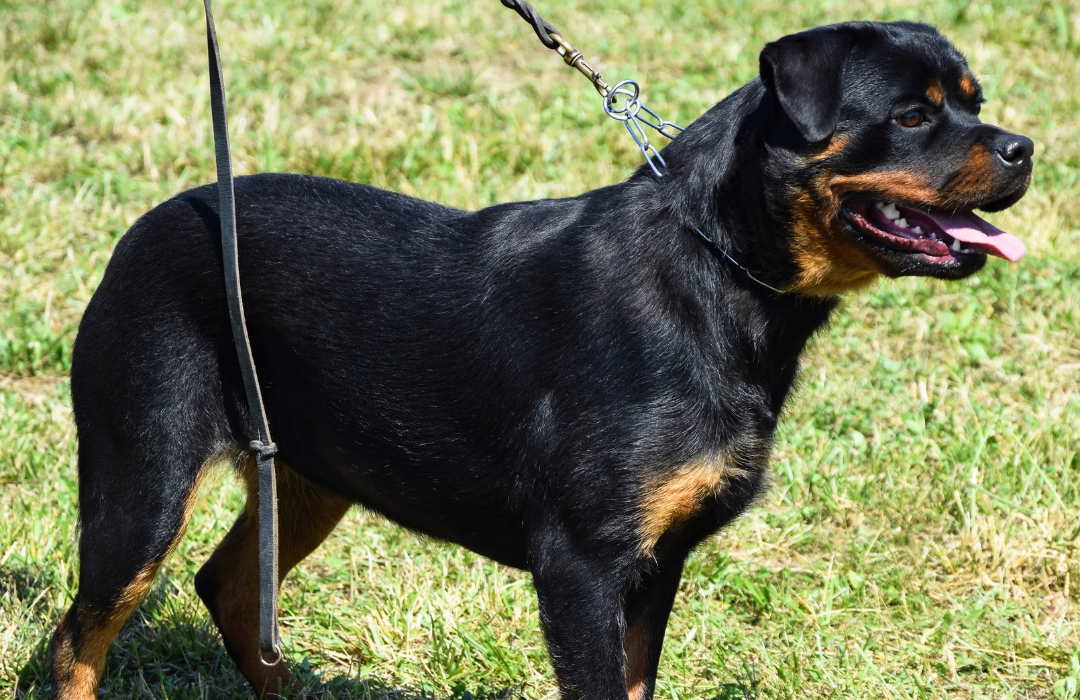 cão na coleira