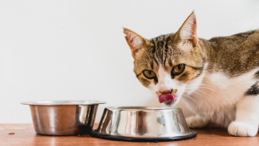 gato comendo