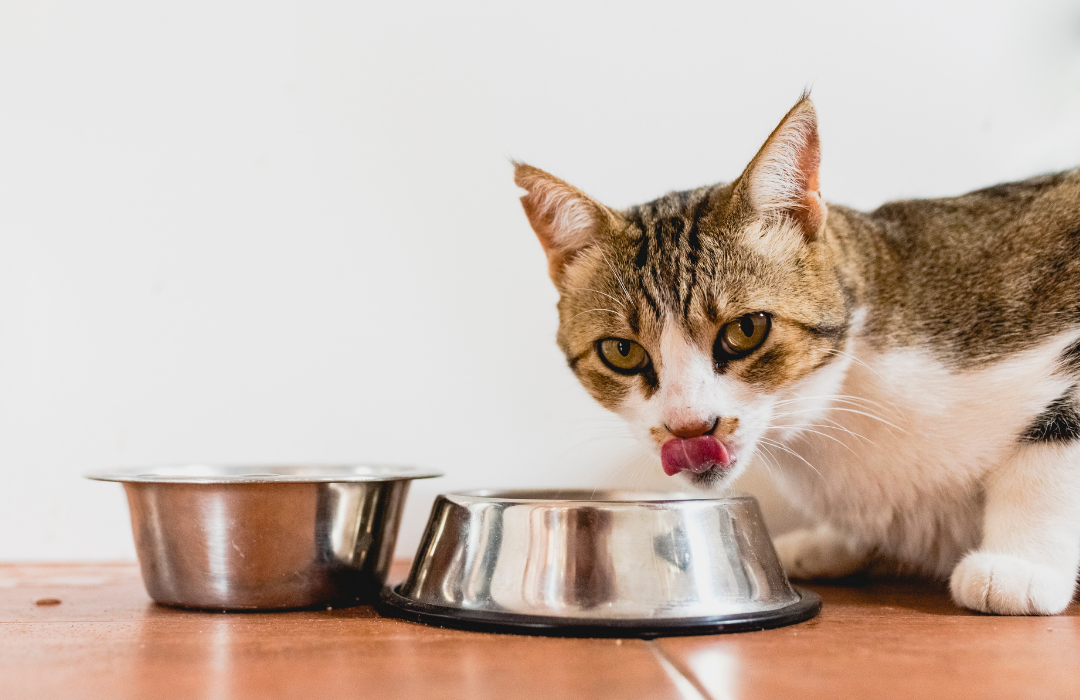 gato comendo