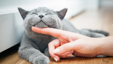 gatos em lares brasileiros