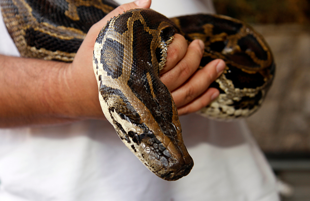 cobra