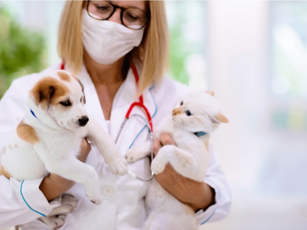 Alguns sinais podem indicar que os pets estão com enteropatia crônica