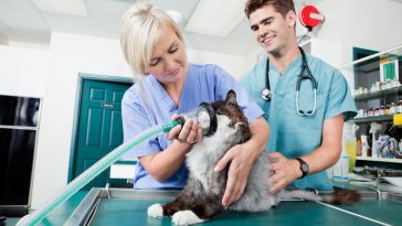 enfermagem veterinária
