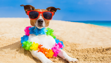 cachorro praia