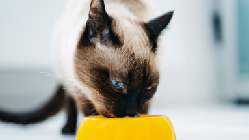 gato comendo