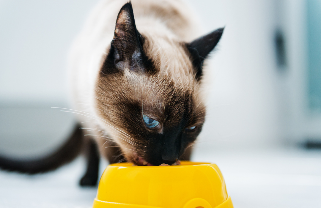 gato comendo