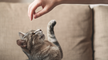comportamento felino
