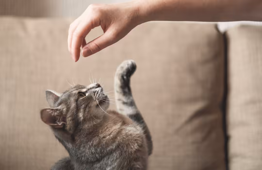 Médica-veterinária explica alguns comportamentos dos gatos que causam dúvidas nos tutores