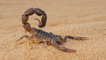 escorpião