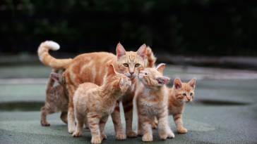 animais abadonados
