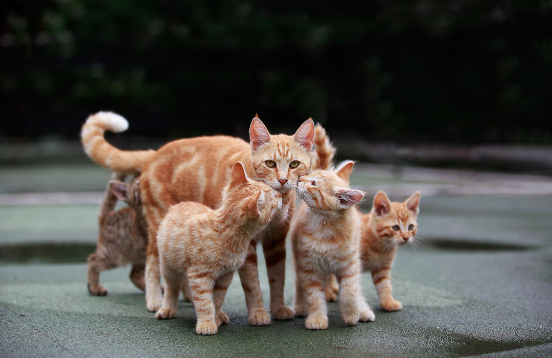 animais abadonados