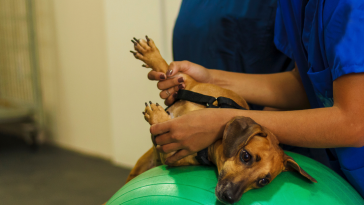 fisioterapia animal