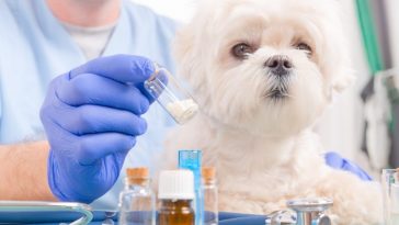 veterinária integrativa