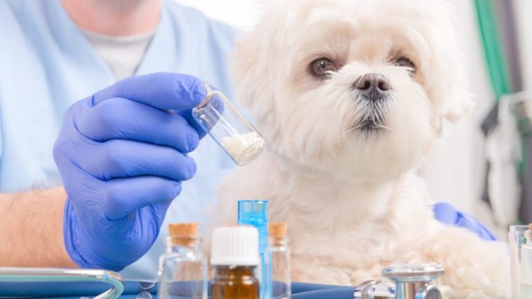 veterinária integrativa
