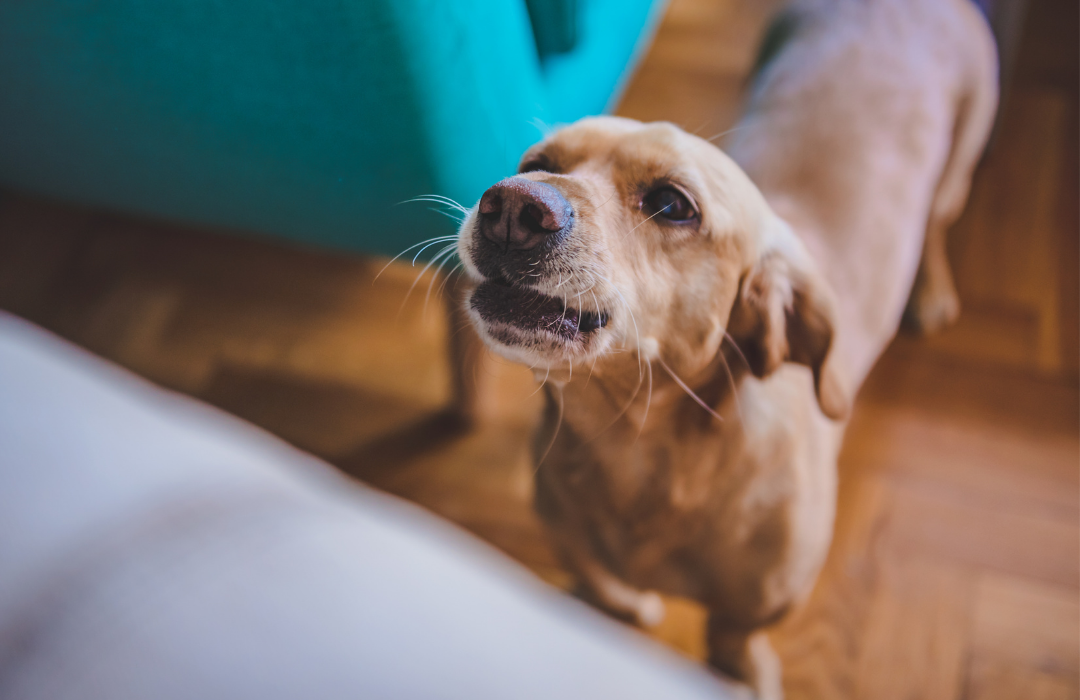 cão latindo