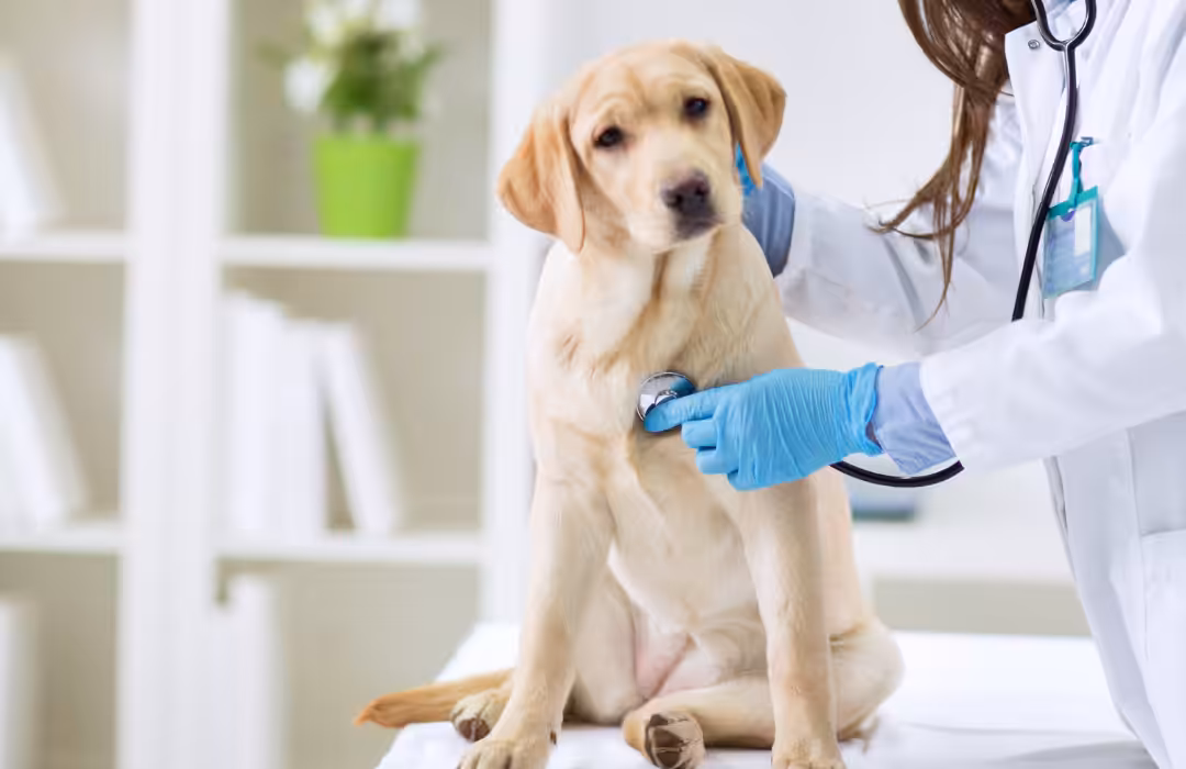 Município de Rolândia (PR) abre inscrições para processo seletivo de médicos-veterinários