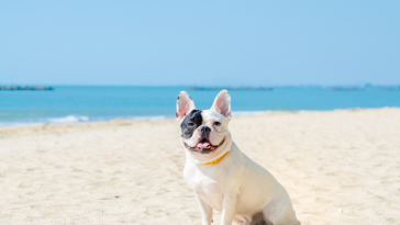 cão na praia