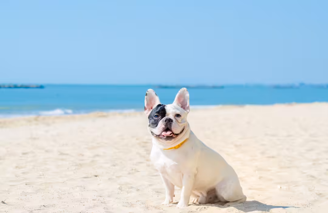 Especialista em comportamento animal dá dicas para aproveitar as férias de verão com os pets