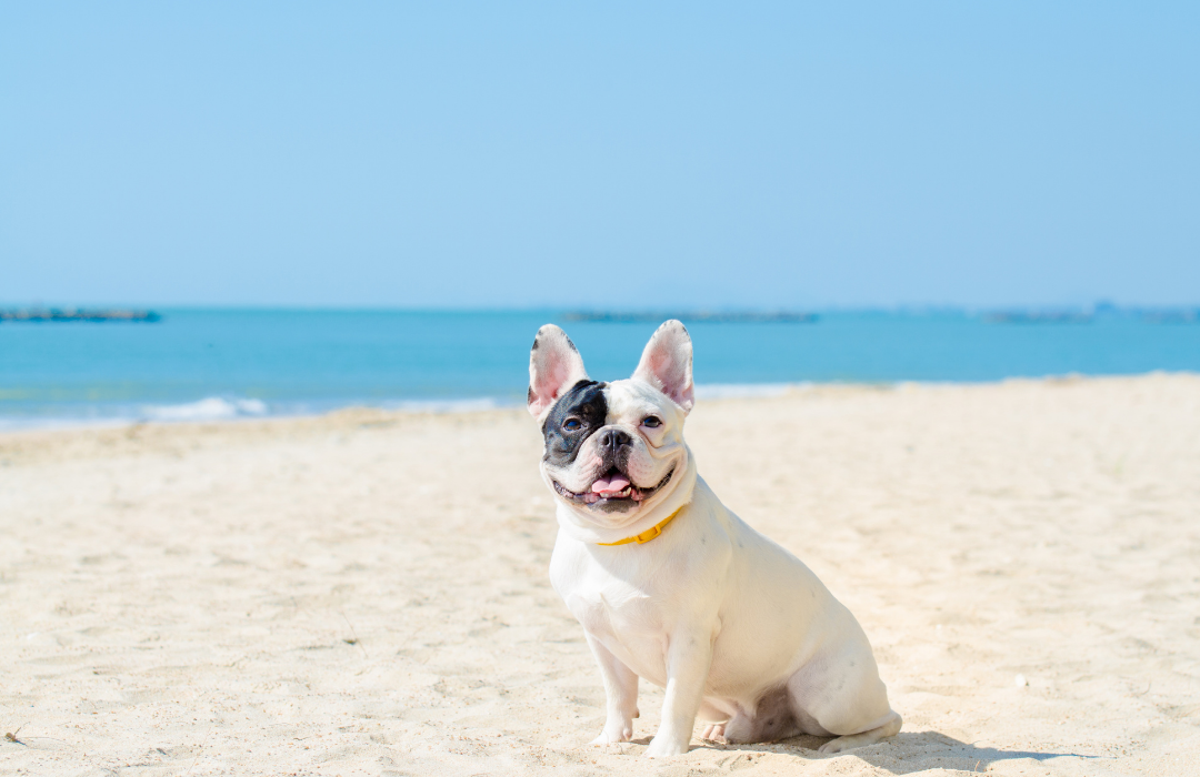 cão na praia