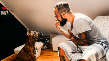 tutor-cão