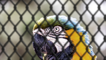 arara