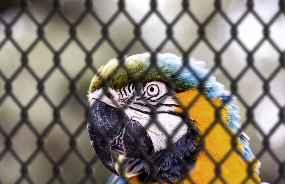 Paraná: Centros de apoio à fauna reabilitaram 3,9 mil animais silvestres em 2021