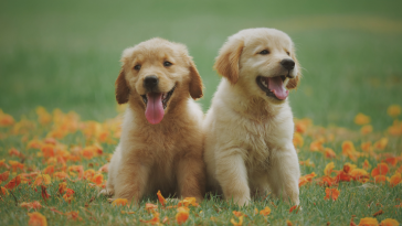 cães de companhia