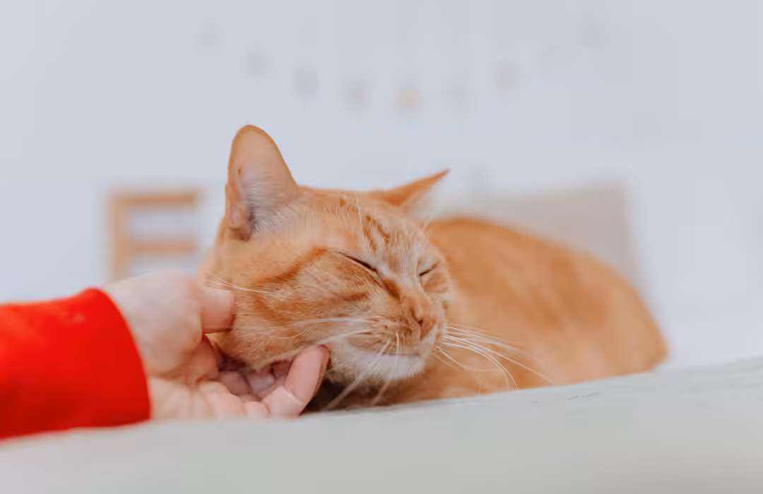 Pequenas mudanças na rotina dos gatos devem ser consideradas sinais de alerta