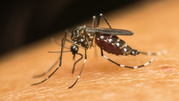mosquito da dengue