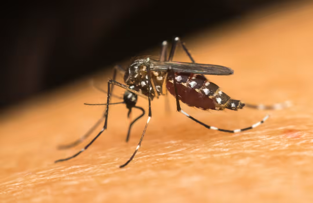 Você sabe a diferença entre o pernilongo e o mosquito da dengue?
