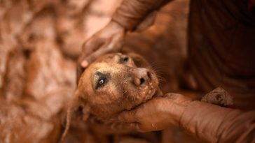 resgate animais