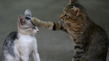 comemoração dia do gato