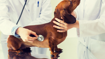 Diagnóstico cão diabético
