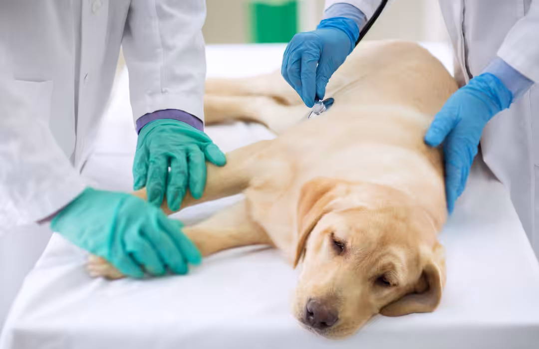 Veterinário desmistifica tratamento quimioterápico em cães e gatos com câncer
