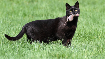 gato caçador