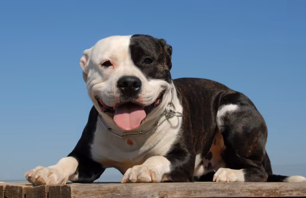 Pitbull
