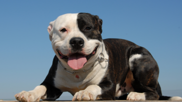 Pitbull