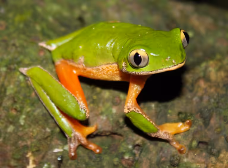 Perereca extinta
