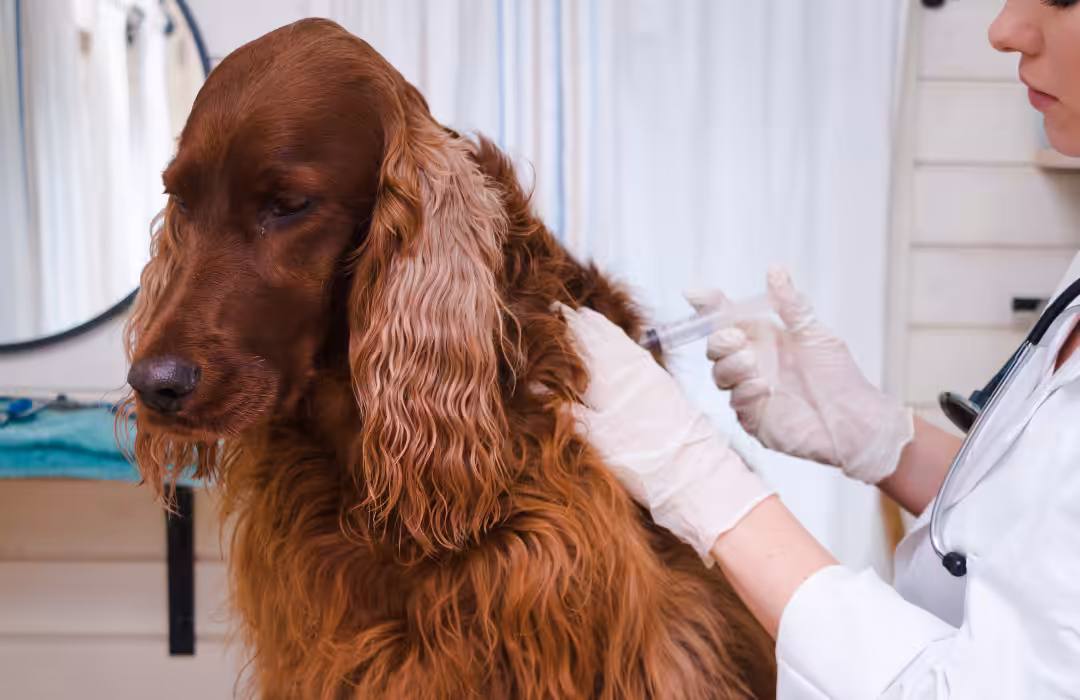 Veterinária que atua na Vigilância em Zoonose aborda a importância da prevenção de doenças