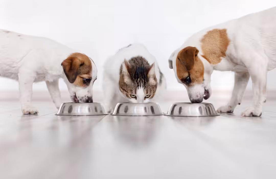 Humanização de pets durante pandemia infla mercado de produtos e serviços, diz estudo
