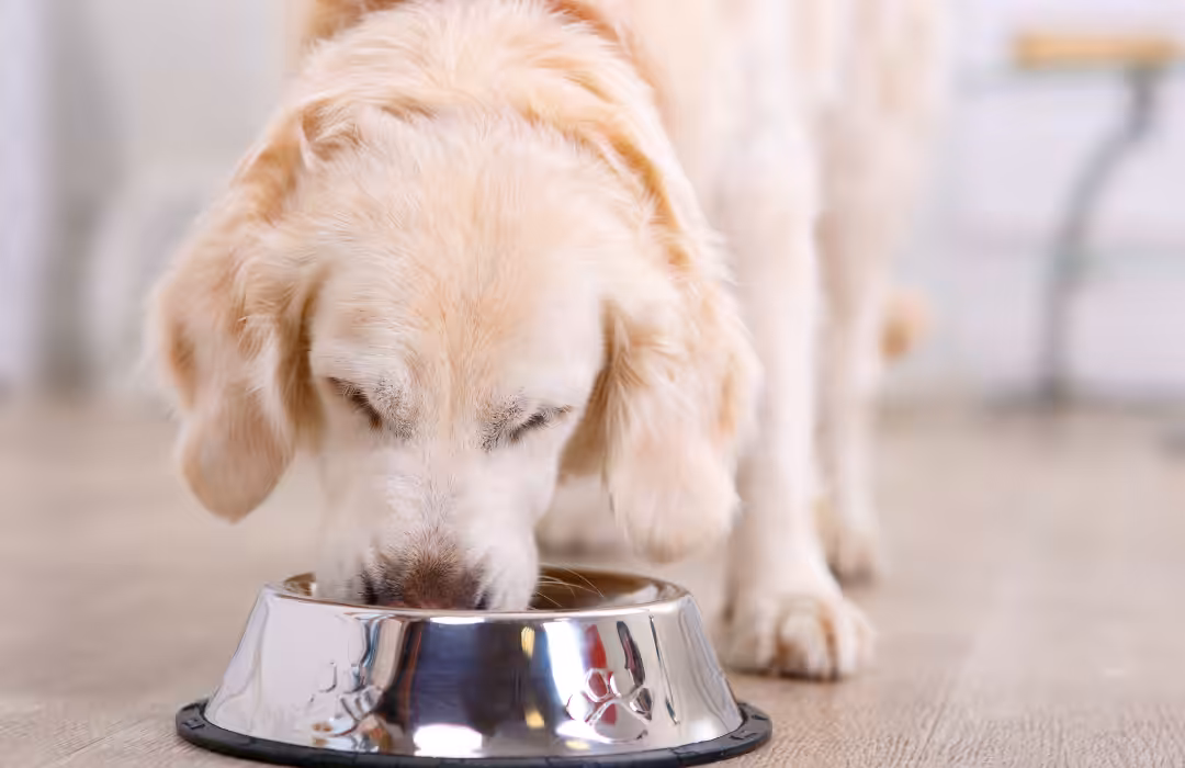 Boa alimentação é fundamental para prevenir doenças em todas as fases da vida dos pets