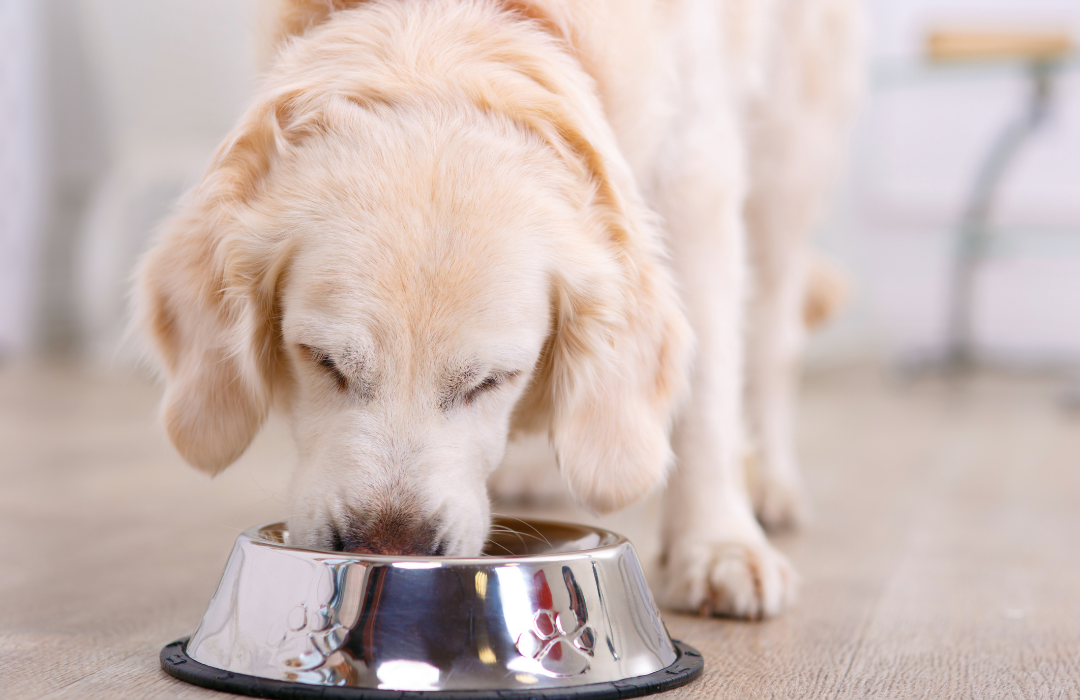 Golden comendo