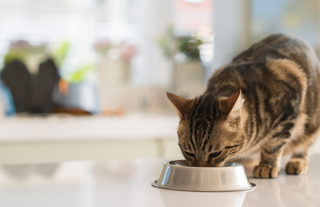 gato se alimentando